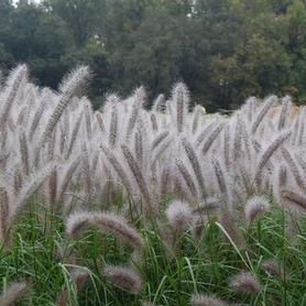 Fountain Grass