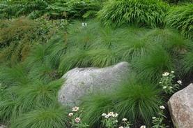 Prairie Dropseed