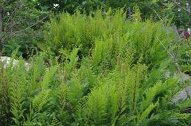 Athyrium filix-femina Lady In Red