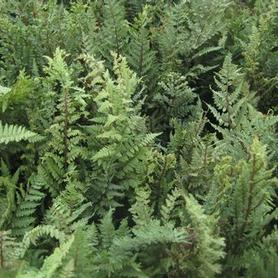 Athyrium x Ghost