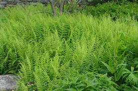 Hay-scented Fern