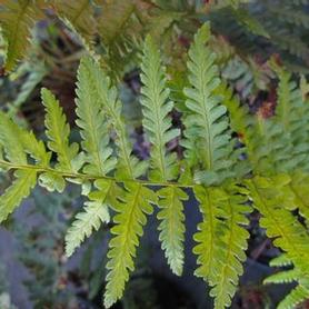 Robust Male Fern