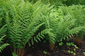 Evergreen Wood Fern