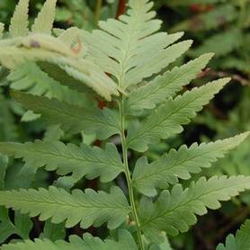 Dixie Wood Fern