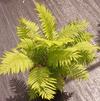 Ostrich Fern