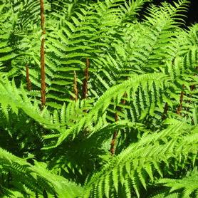 Cinnamon Fern