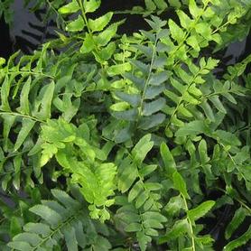 Christmas Fern