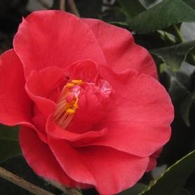 Camellia