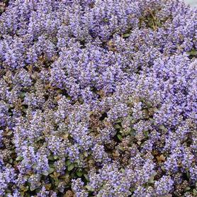 Ajuga reptans Chocolate Chip