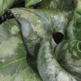 Asarum splendens 