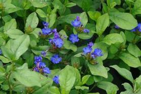 Leadwort