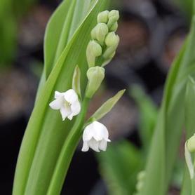Lily of the Valley