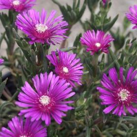 Hardy Ice Plant