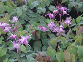 Barrenwort