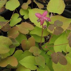 Barrenwort