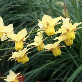 Barrenwort