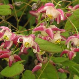 Red Barrenwort