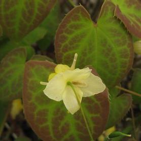 Sulfur Barrenwort
