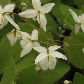 Young's White Barrenwort