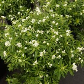 Sweet Woodruff