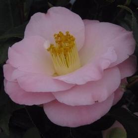Camellia