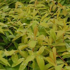 St. Johnswort