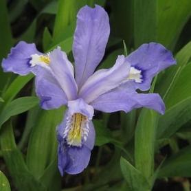 Dwarf Crested Iris