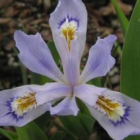 Dwarf Crested Iris