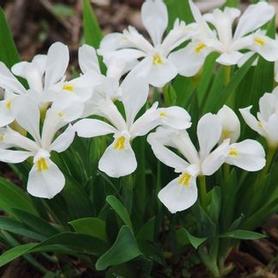 Dwarf Crested Iris