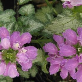 Spotted Nettle