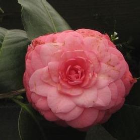 Camellia
