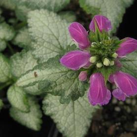 Spotted Nettle