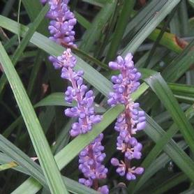 Lily-turf