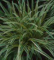 Variegated Lily-turf