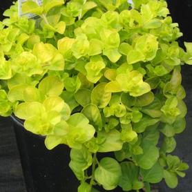 Golden Creeping Jenny