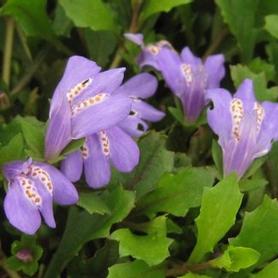 Creeping Mazus