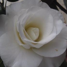 Camellia