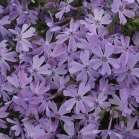 Moss Phlox