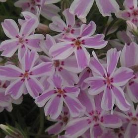 Moss Phlox
