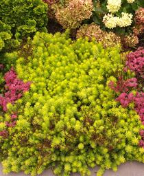 Stone Orpine