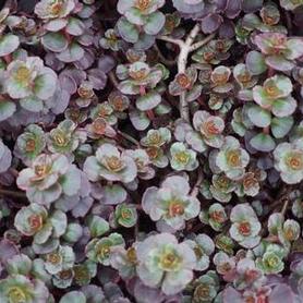 Two Row Stonecrop