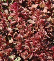 Two Row Stonecrop