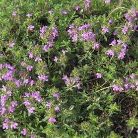 Creeping Thyme