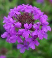 Clump Verbena