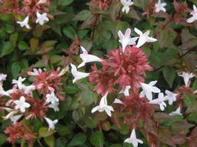 Abelia x zanderi Little Richard
