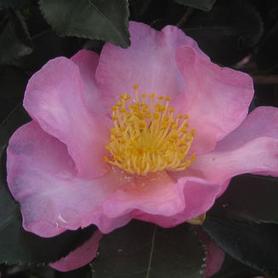 Camellia