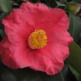 Camellia