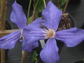 Durandii Clematis