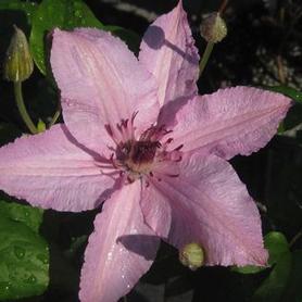 Clematis