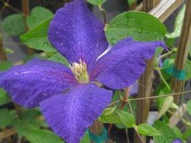 Clematis